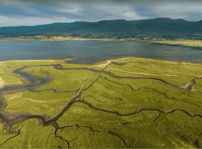 Aerial view of a saltmarsh